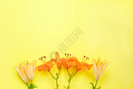 黄色的黄橙色鲜花在黄色背图片