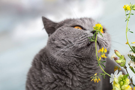 一只英国短发猫咬植物动物头部近距离接近猫的下巴图片