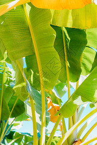 热带绿色或黄色香蕉叶和香蕉树纹理表面背景夏季或热带背景概念图像香蕉叶的细节大棕榈叶自背景图片