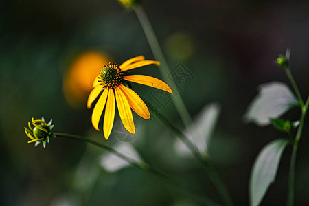 北海道的Rudbeckialac图片