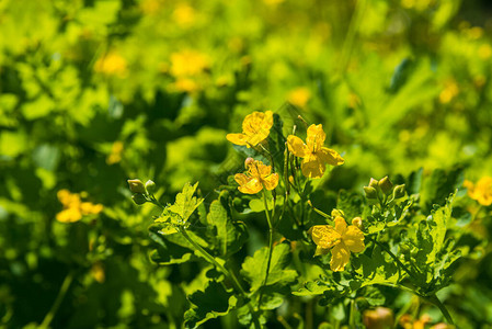 夏天公园里美丽的绿草和黄花图片