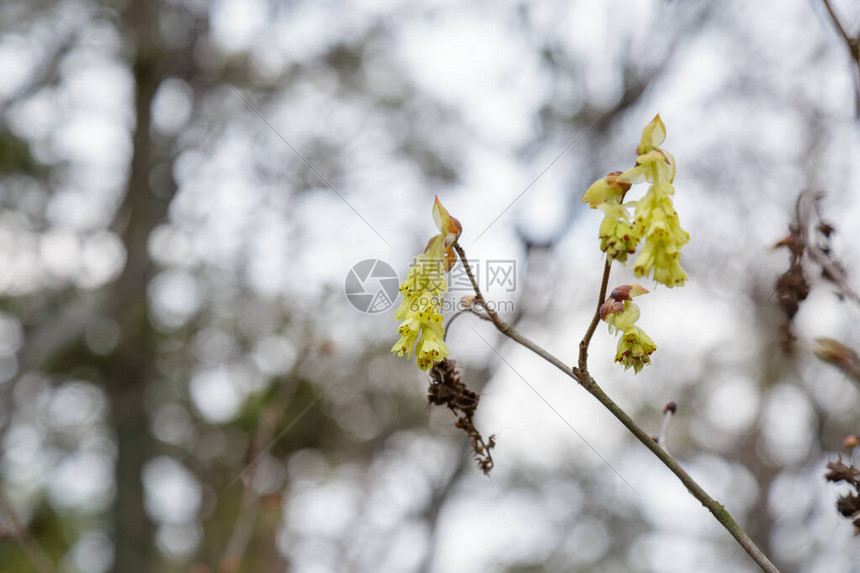 美丽的Corylopsisspicata花日本兵库县姬路城附近的Kokoen花园中的国名是植物科图片