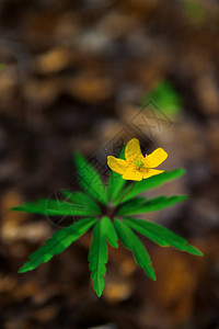 海葵毛茛黄色野花特写照片图片