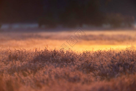 黎明时分在薄雾中长满高草的甸图片