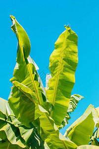 热带绿色或黄色香蕉叶和香蕉树纹理表面背景夏季或热带背景概念图像香蕉叶的细节大棕榈叶自背景图片