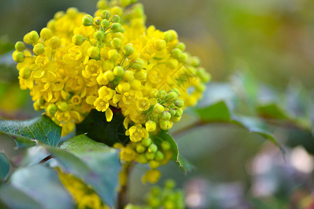 春秋美丽黄色的黄银色花朵Ilexaquif图片