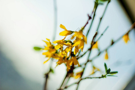forzizia的开花灌木在春天的花园灌木丛中盛开春天的心情图片