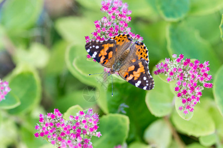 花上美丽蝴蝶的特写镜头背景图片
