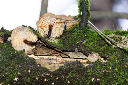 冬季蜂蜜木耳金针菇图片