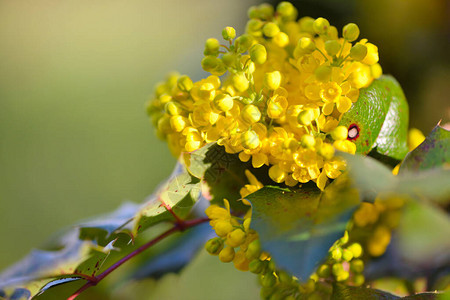 春秋美丽黄色的黄银色花朵Ilexaquif图片