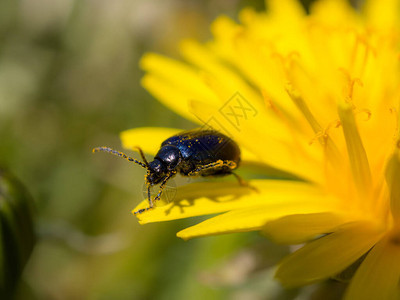 春天特写中黄色蒲公英上的小甲虫图片