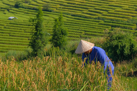 男农民在泰国北部稻田的山上收获大米Micedr图片