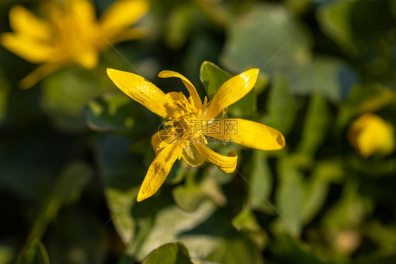 无花果的黄色花图片