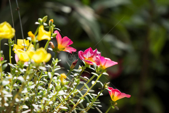 小绿叶常见马齿苋花的特写图片