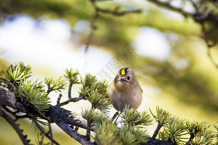 可爱的小鸟Firecrest绿色森林背景图片