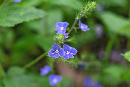 Veronicachamaedrys的野生蓝色花朵花卉背景图片