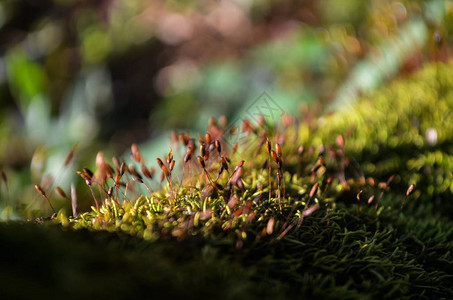 苔藓的孢子苔藓生长在里图片