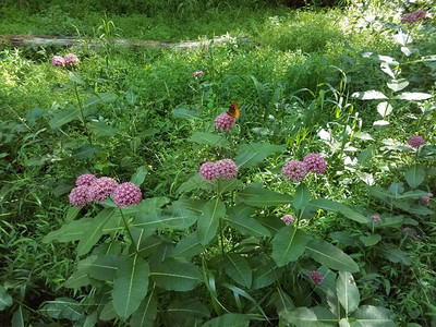 绿叶粉红花橙黄蝴蝶的植物图片