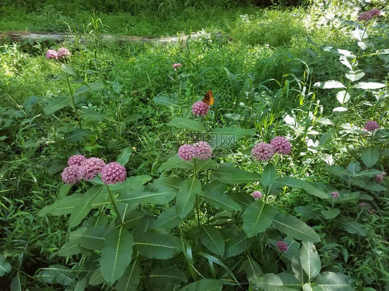 绿叶粉红花橙黄蝴蝶的植物图片