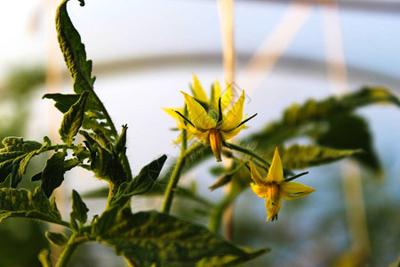 在温室里种植西红柿图片