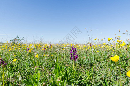 在瑞典奥兰岛春季野生花朵的花田地平面图象位于图片