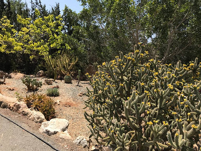 塞浦路斯岛公园中背景图片
