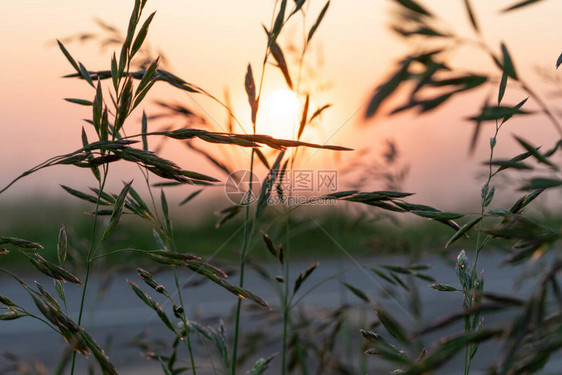 田野中美丽的夏日夕阳橙色太图片