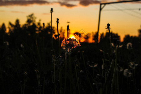 傍晚的夕阳图片