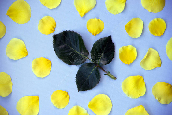 中心的玫瑰叶和蓝色背景上的黄色花瓣的创意布局极简主义自然背景顶视图图片