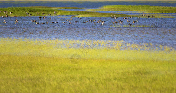 湿地和鸟类绿色黄蓝自然背景飞鸭子背景图片
