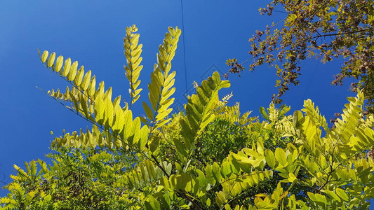 明亮的蓝天背景上高枝繁茂的叶子夏天公园的金合欢树叶阳光灿图片