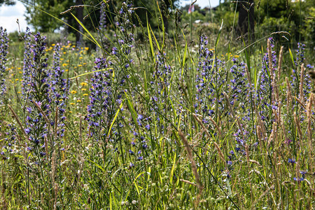 五颜六色的花草甸与飞燕草和雏菊图片