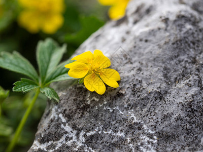 春天盛开的植物花朵黄色的波坦蒂亚爬虫飘移的肉类土欧图片