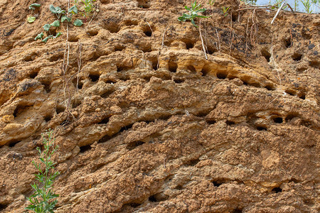 山洞地上的鸟窝洞中许多快眼蜂巢都图片
