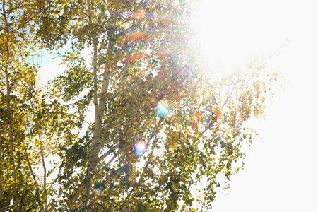 明亮的阳光和刺眼的树叶穿过秋天的树叶图片