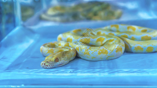 这条蛇在泰国是一种很受欢迎的宠物图片