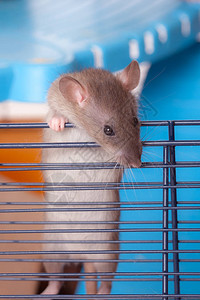 笼中一只好奇的家鼠的肖像图片