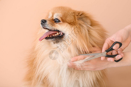 女美容师在彩色背景上照顾可爱的狗图片