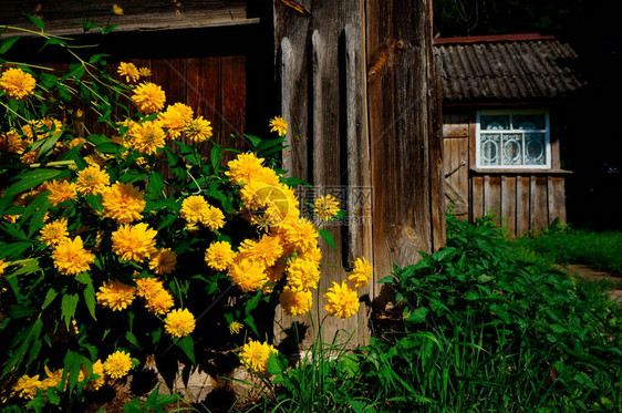美丽的夏天黄色金光菊花图片