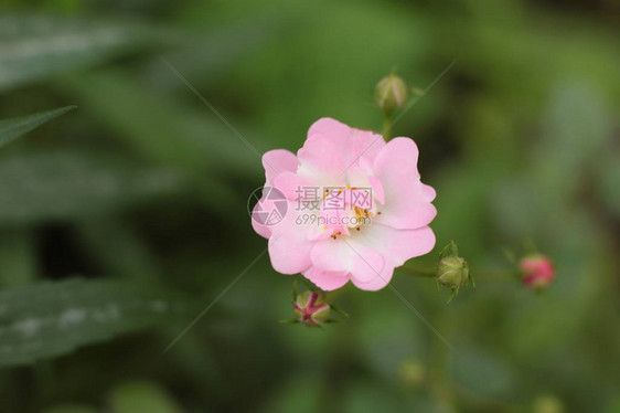 在花园里的乡村生长的开花植物令人难以置图片