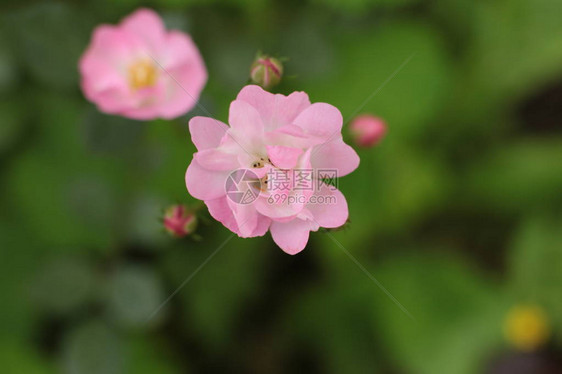 在花园里的乡村生长的开花植物令人难以置图片