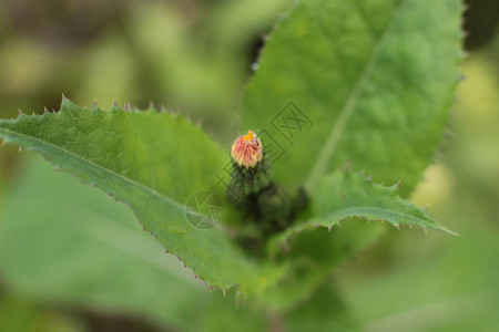 在花园里的乡村生长的开花植物令人难以置图片