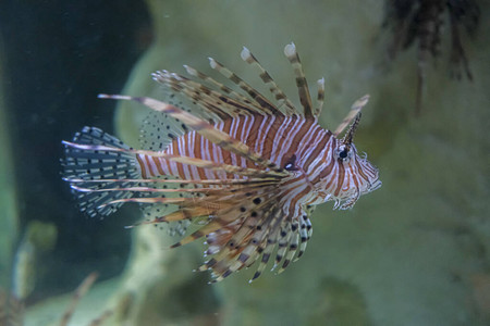 社区海洋水族馆中带有夜间照明蝎子鱼的Pteroisvo图片