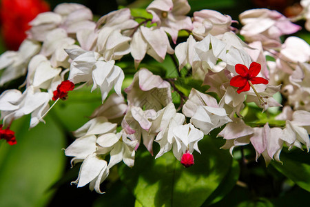 ClerodendrenumThomsoniae花朵或包图片
