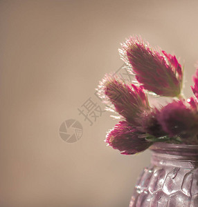 具有软选择焦点的花卉背景复古加工风格自然背景模糊的玻璃花瓶中的田间红三叶图片