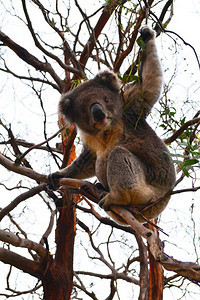 澳大利亚棕褐色椰子树上可图片