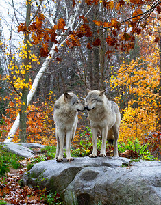 两头木狼或灰狼CanisLupus在加拿大秋天雨季站背景图片