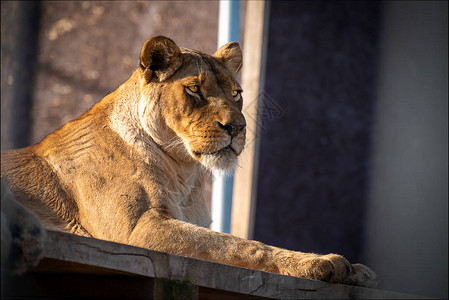 狮子PantheraLeo是Felidae家图片