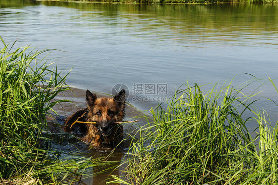 德国牧羊犬狗站在河里的水里狗的牙齿有图片