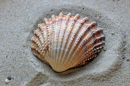 来自深海底部的美丽贝壳图片